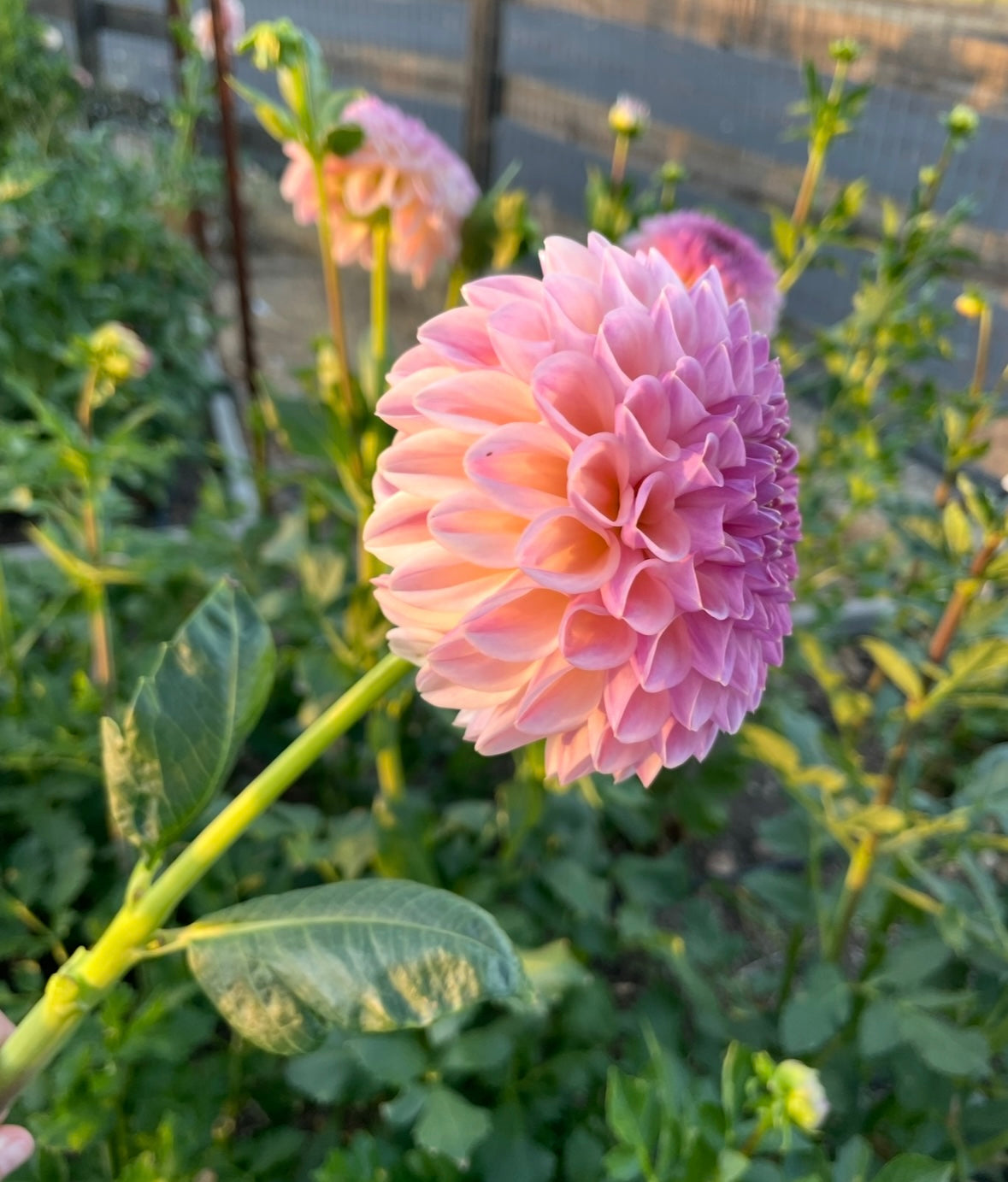Clearview Peachy