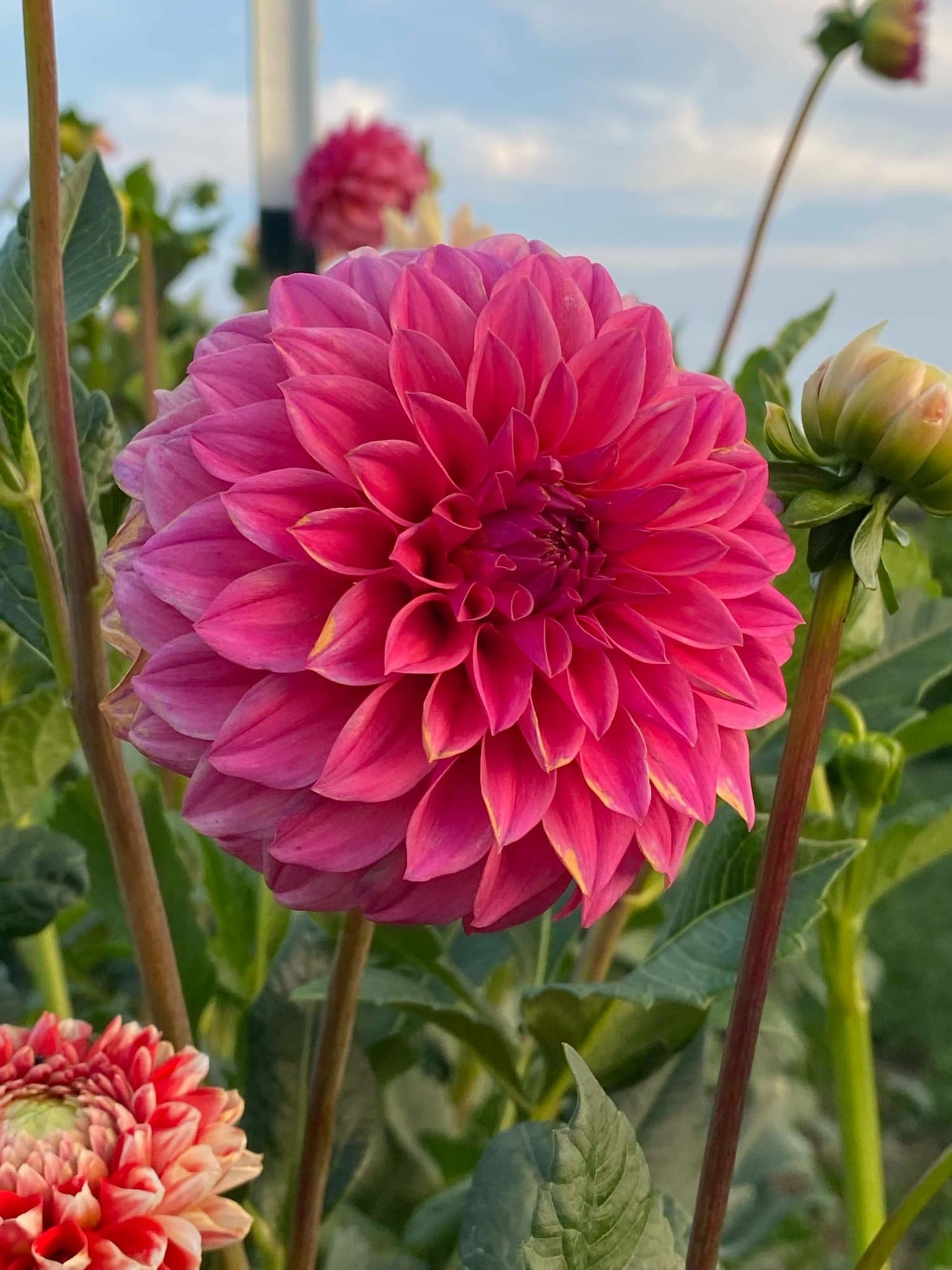 KA's® Keltie Rose (Limit 1)