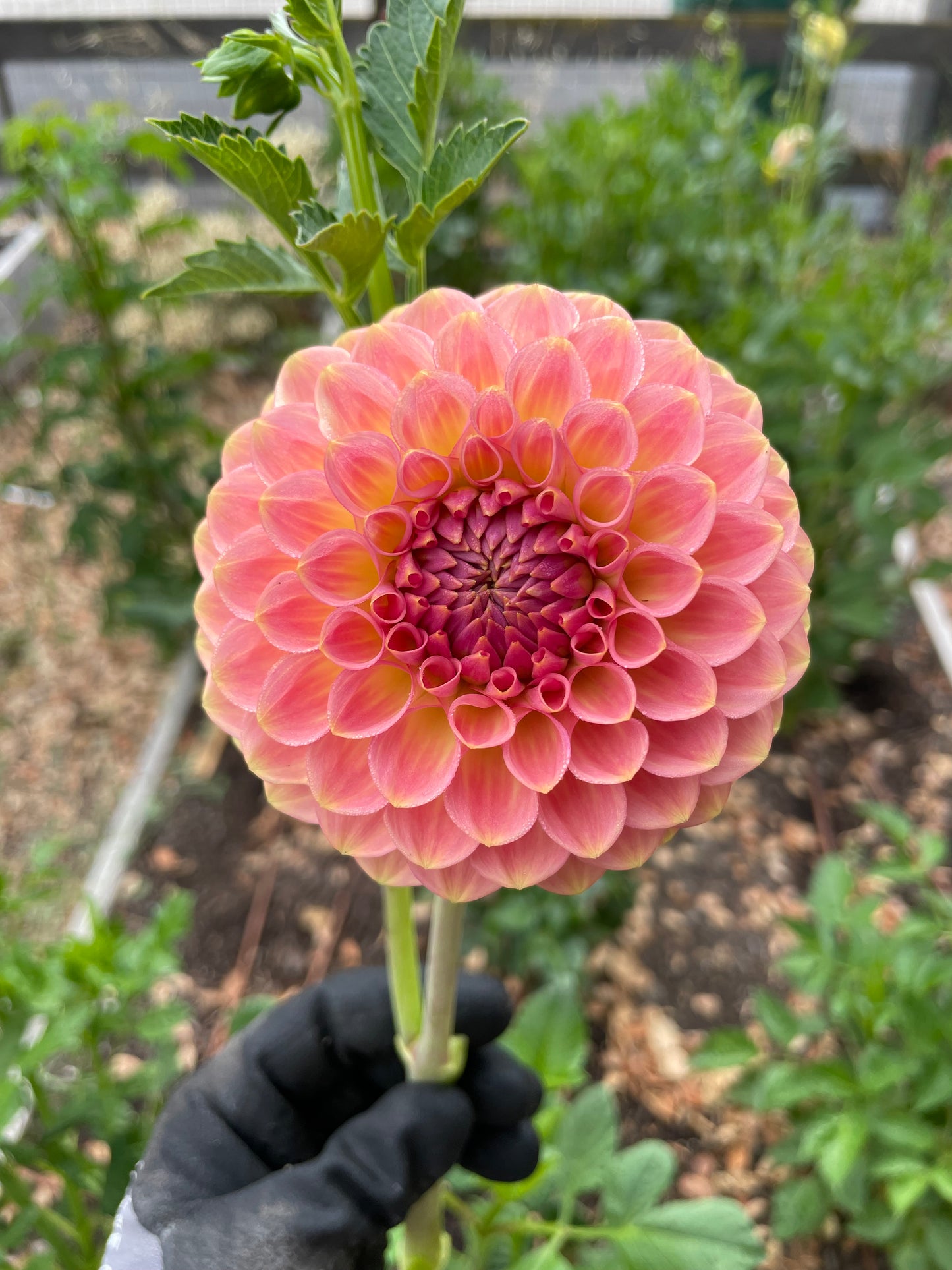 Perfect Peachy Mix ( 5 Tubers )