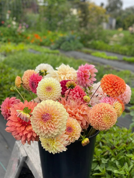 6 Weeks of Dahlias