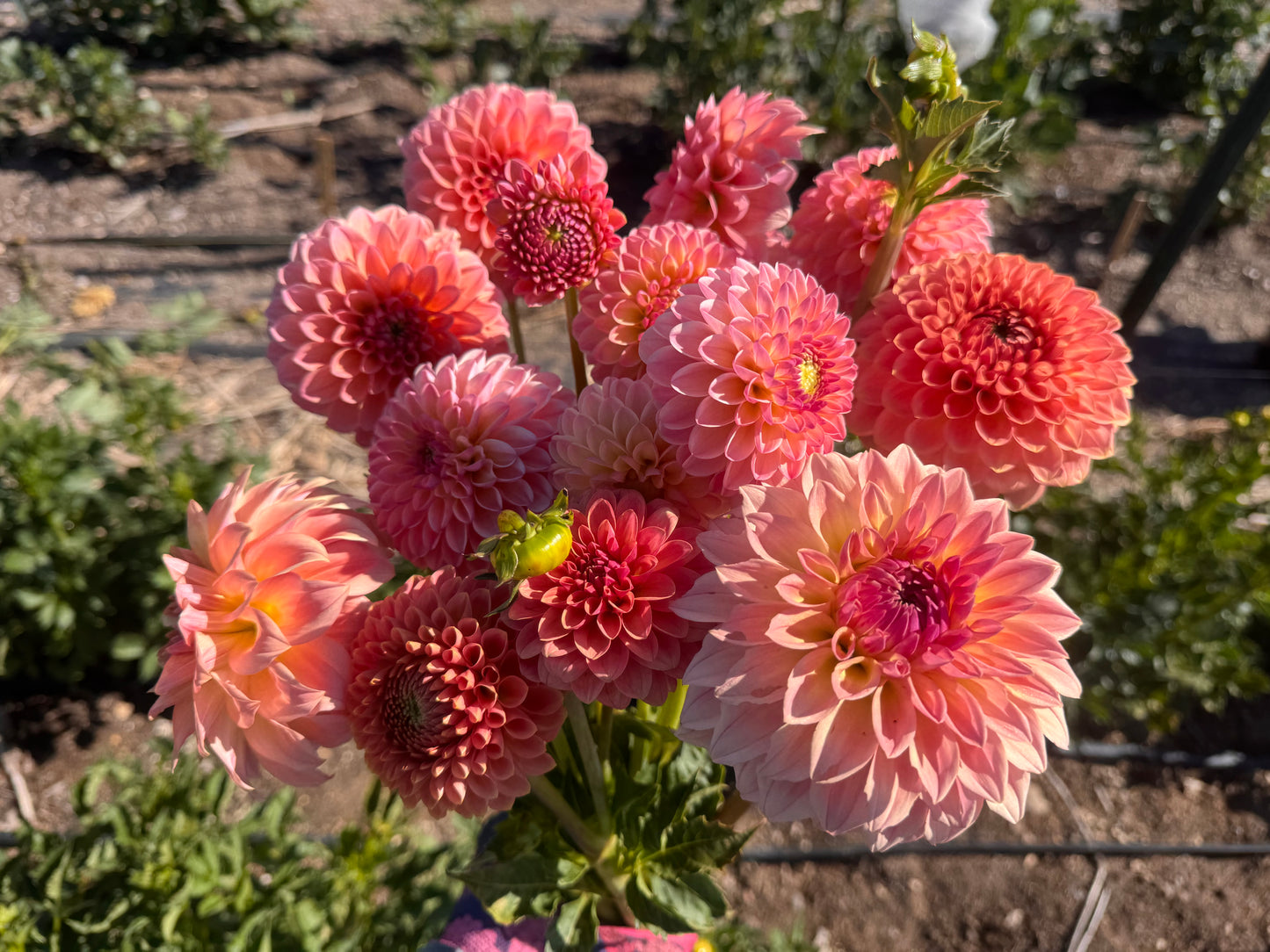 6 Weeks of Dahlias