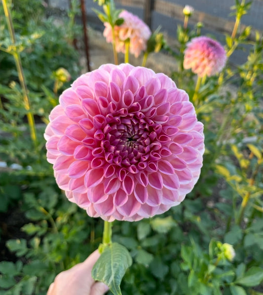 Clearview Peachy