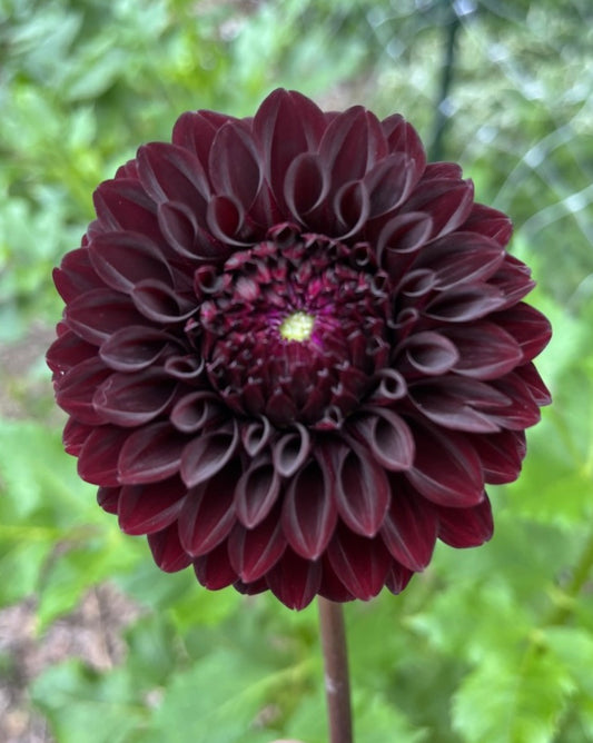 River's Dark Chocolate