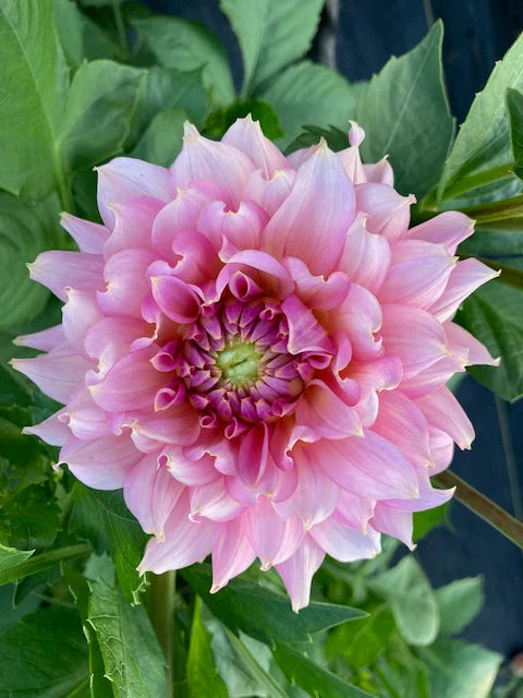 Lee's Betty Collette